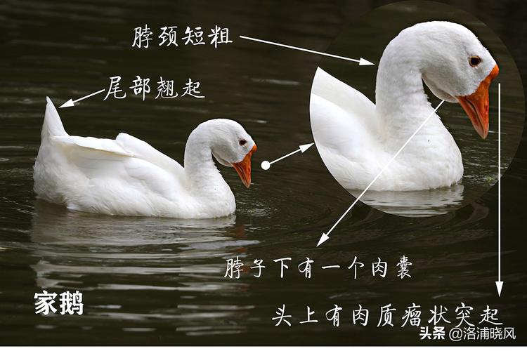 中国天鹅vs中国鹅的区别