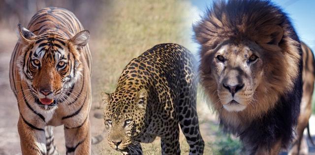 中国狮子vs美国豹子视频