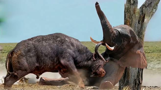 中国水牛vs大象视频回放的相关图片